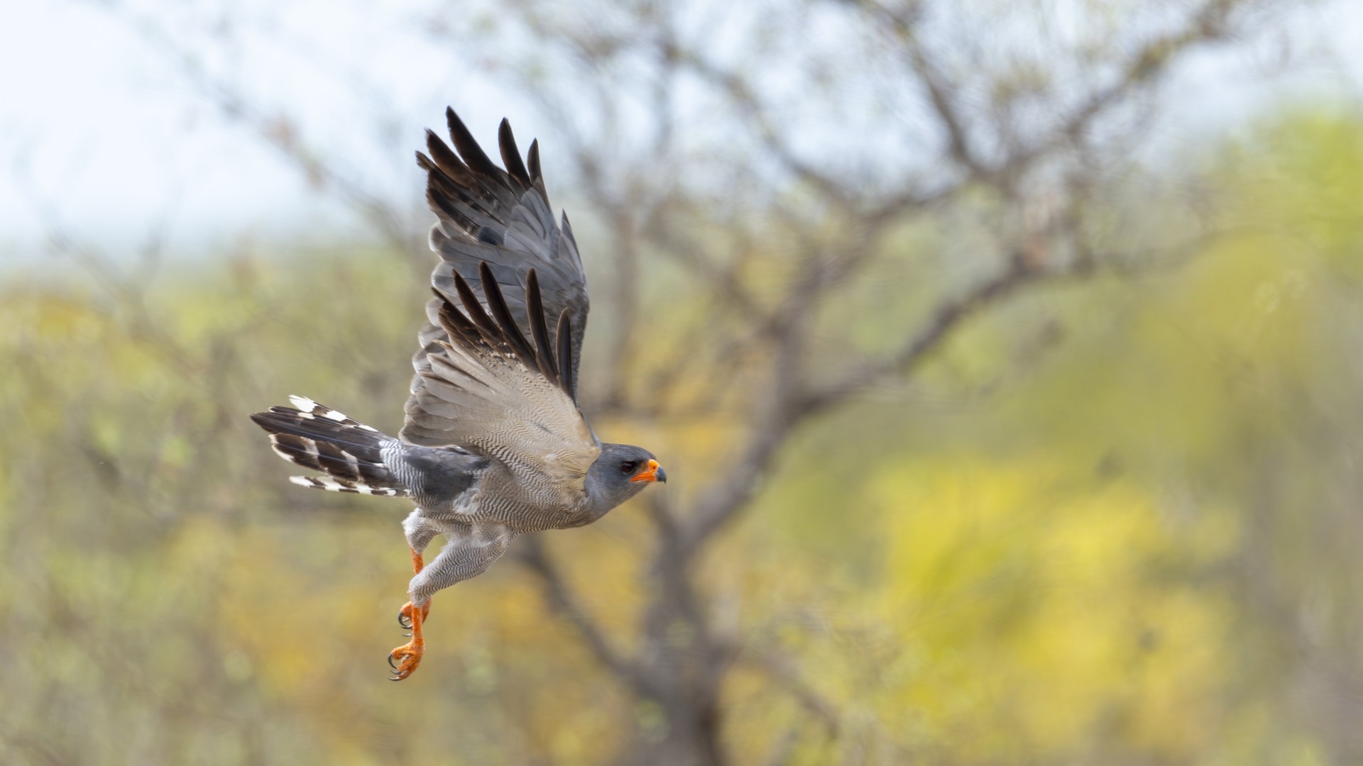 Kruger25 2025 11 06 10 08 44 ILCE 1M2 3382